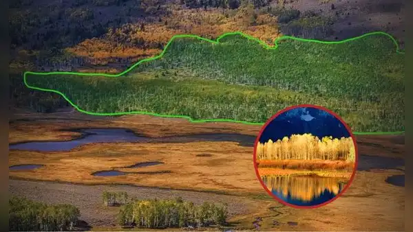 Así luce el ser vivo más grande de la Tierra: es más extenso que un distrito de Lima y pesa 6.000 toneladas