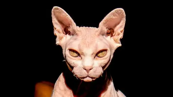 El verdadero origen de los 'gatos esfinge' no está en Egipto, sino en Canadá: una mutación genética natural