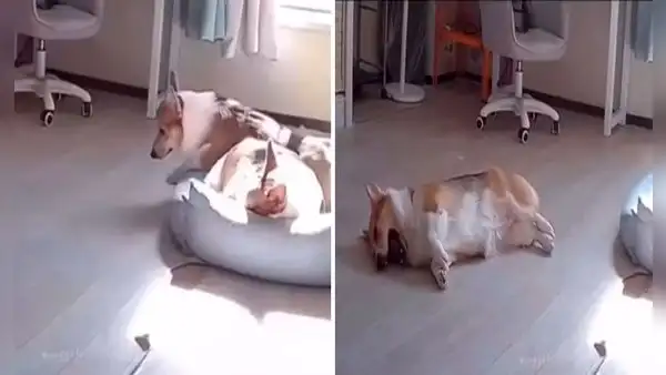 Perrito se levanta luego de varias horas de sueño y se vuelve a dormir: "El descanso lo cansó"