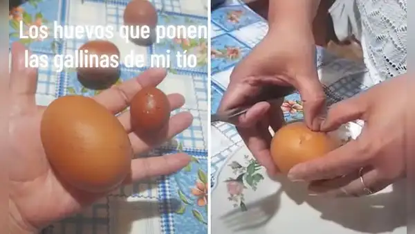Gallina pone enorme huevo y mujer revela lo que contiene: "Cuando la receta te pide 1 yema y dos claras"
