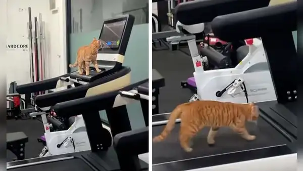 Gato protagoniza insólito viral al prender la máquina corredora con su patita para hacer ejercicios