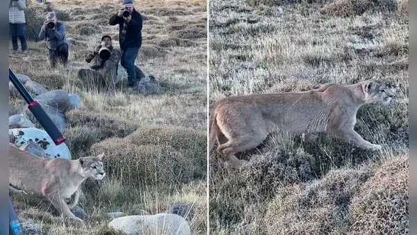 Puma asombra a fotógrafos al caminar entre ellos para cazar un guanaco: “Por favor, silencio estoy trabajando”