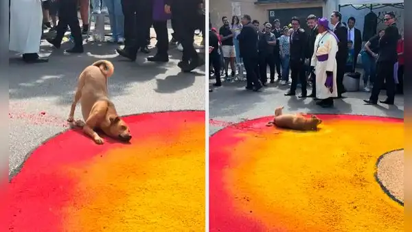 Perrito arruina alfombra de aserrín para procesión por Semana Santa y en redes bromean: "Firulais es evangélico"