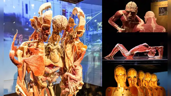 Body Worlds, la exposición con cadáveres reales que desata polémica por mostrar posibles cuerpos de desaparecidos