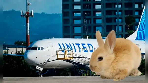 Aterrizaje de emergencia en Denver: motor de avión de United Airlines se incendió tras succionar un conejo