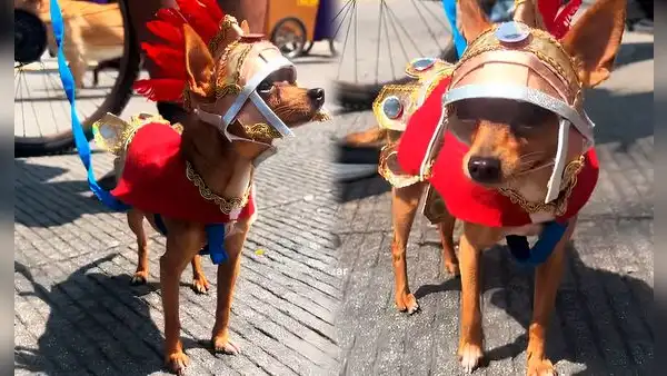 Perrito chihuahua se hace viral tras ser disfrazado de soldado romano durante celebración de Semana Santa
