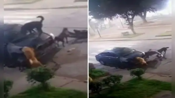 Perritos callejeros desmantelaron auto a mordidas y usuarios quedan atónitos: “Cómo le explico al seguro”