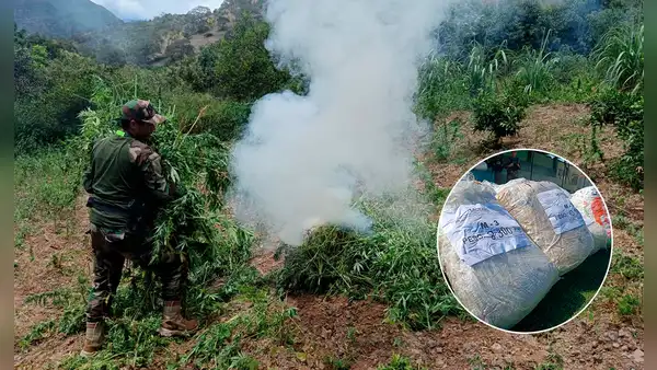 Incautan más de 1.400 kilos de marihuana y destruyen 7 hectáreas de sembríos en la sierra de La Libertad