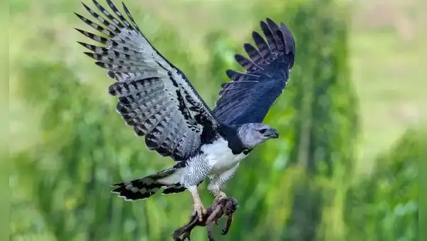 Una de las aves más temidas se encuentra en Sudamérica y podría extinguirse en los próximos años: supera los 80 kilómetros por hora