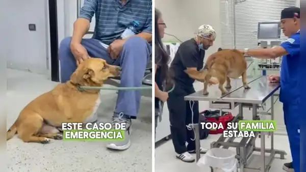 Dueños sacaron a pasear a su perrito, pero al volver descubrieron algo extraño: "Tengan mucho cuidado"