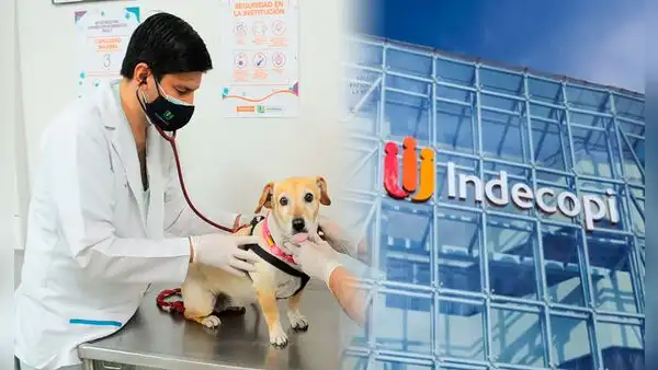 Indecopi multa con más de S/11.000 a veterinaria que atendía con personal sin experiencia, guiados solo por instrucciones telefónicas