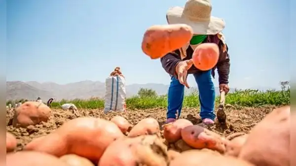 Perú logra acuerdo con este importante país de Sudamérica para exportar papa fresca: nación tiene más de 210 millones de habitantes