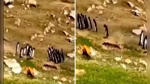 Grupo de pingüinos se encuentran en camino: uno se confunde de bando y su 'amigo' lo trae de vuelta