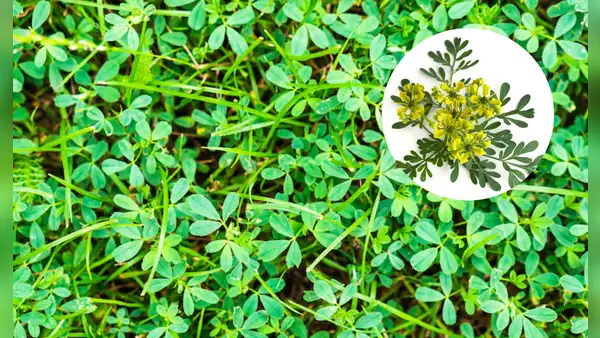 Descubre el significado espiritual de la floración de la ruda en tu jardín según el feng shui