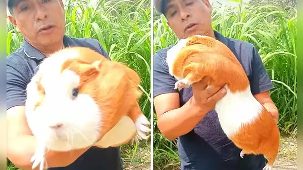 Ganadero peruano muestra ‘gigantesco’ cuy que pesa casi 3 kilos y usuarios bromean: “¿Viene con cuenta BCP?”