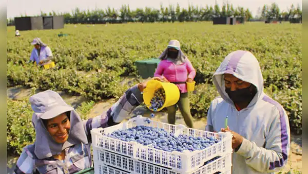 Áreas rurales en Perú registran más empleo, pero mayor informalidad que en zonas urbanas: trabajo informal supera el 90%, según INEI