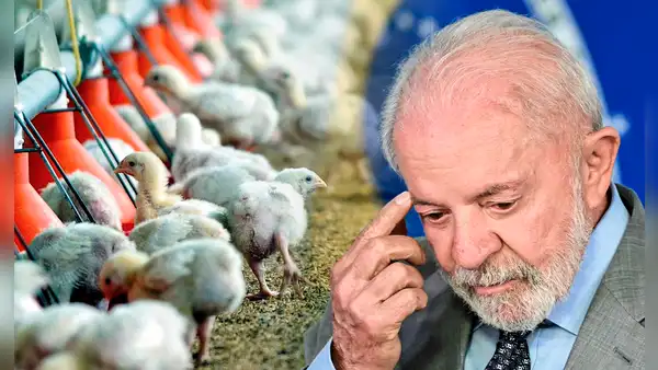 Brasil suspende venta de pollo en un país de Sudamérica, China y la Unión Europea por caso de gripe aviar