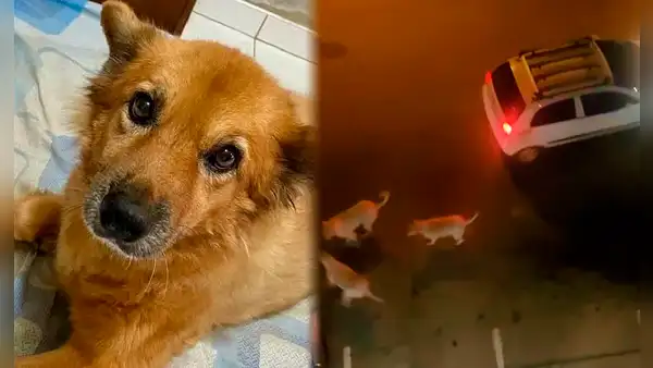 Perrita muere desgarrada protegiendo a su dueña de tres dogos argentinos en Chiclayo: "No merecía sufrir"