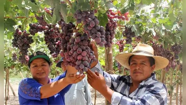 Exportaciones de 3 regiones peruanas crecieron por encima del 100% en 2025: ¿cuáles fueron los principales productos?