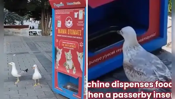 Gaviotas aprenden a maullar como gatos para que dispensador les dé comida: "Ser bilingüe te abre puertas"
