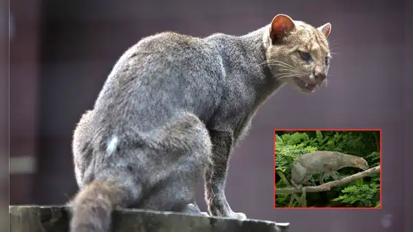 Un felino depredador que se pensaba extinto reaparece en su hábitat natural después de 40 años