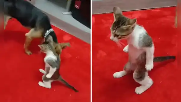 Gatito quedó ‘petrificado’ al acercarse un perro y video desata divertidas reacciones: "No me podía mover"