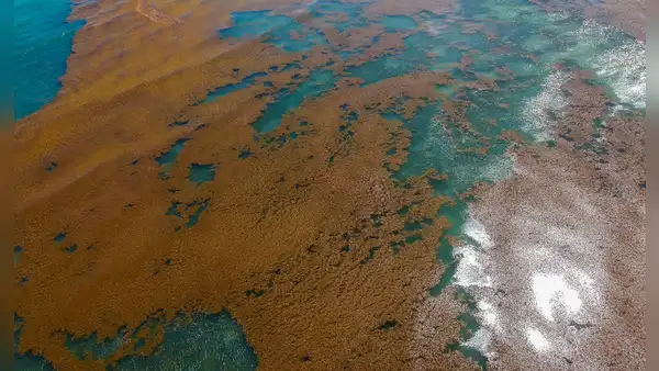 Existe un mar en el planeta que no toca la tierra, no tiene orilla y alberga un bosque a la deriva