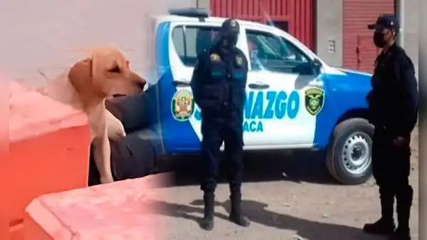 Perrito hace llorar a miles al quedarse al lado del cuerpo de su dueño fallecido en un parque de Juliaca
