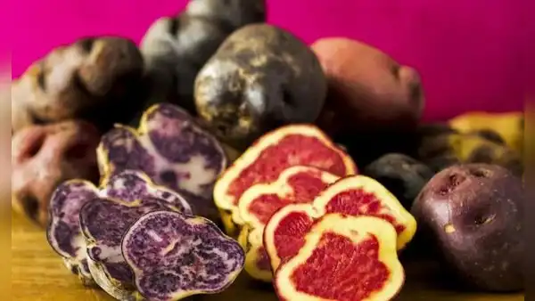 Día de la Papa: Perú, líder productor en Latinoamérica con más de 3.000 variedades y 700.000 agricultores que sustentan su producción