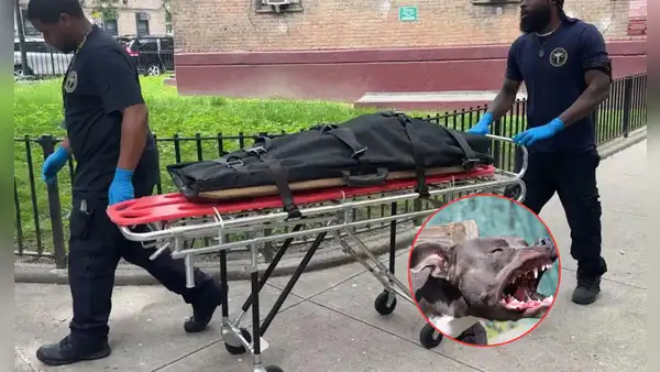 Bebé muere atacada por el perro de la familia mientras dormía con sus padres en Nueva York