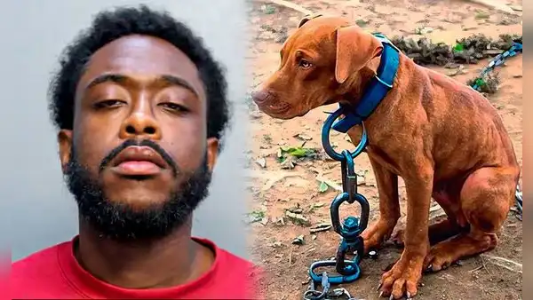 Liberan a hombre acusado de arrastrar cruelmente a su perro y lanzarlo por las escaleras: pagó una fianza de US$5.000 en Miami