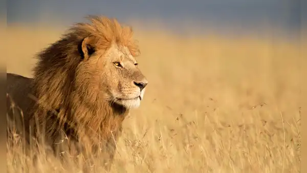 León mata a turista que salió de su carpa para ir al baño en un safari de lujo en Namibia: animal fue sacrificado
