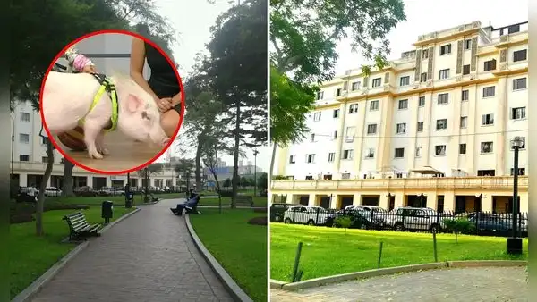 Botan a chanchito de parque en Miraflores: dueña denuncia que Betopocho fue discriminado por "ser un peligro"