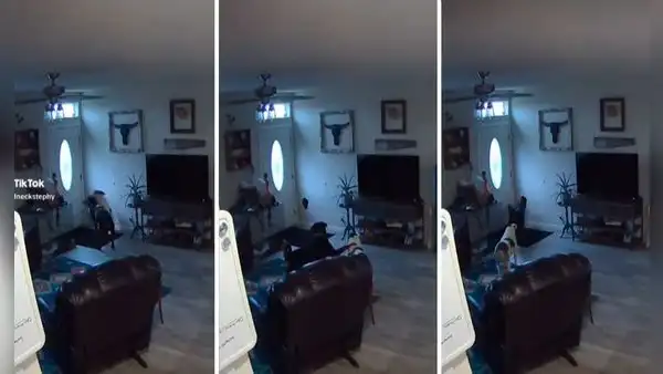 Cámara graba momento exacto en que perros rompen pared de su casa: "Se les quitó las ganas de jugar"