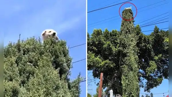 Perrito trepó a la cima de un árbol de 5 metros y sorprende a todos: “En su otra vida era gato”