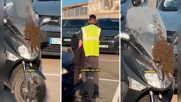 Joven deja su moto estacionada unas horas: al volver descubre que se volvió un nido de abejas