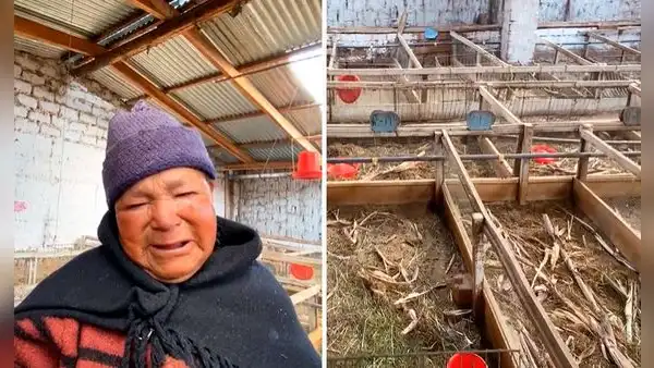 Adulta mayor rompe en llanto al ver que delincuentes le robaron sus 500 cuyes en Huancayo