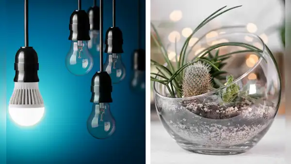 ¿Qué hacer con los focos quemados? Recíclalos y crea decoraciones ecoamigables para tu hogar