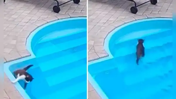 Gato curioso se cae en la piscina y parece que se ahoga: recuerda que sabe nadar y sale tranquilo