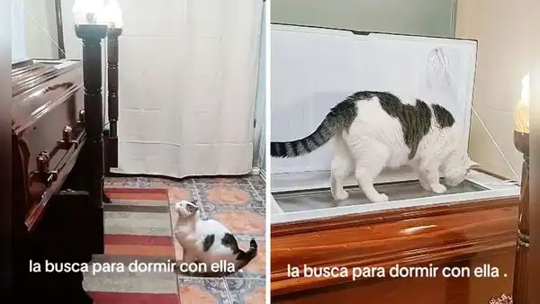 Gatito conmueve en pleno velorio al subir e intentar ingresar al ataúd de su dueña fallecida