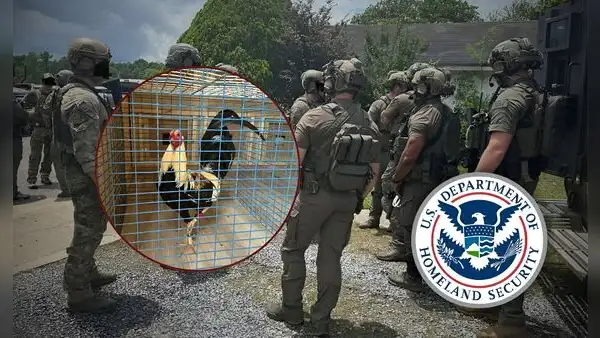 Operativo del ICE y FBI: arrestan a 55 inmigrantes acusados de pertenecer a banda delictiva de peleas de gallos en este estado