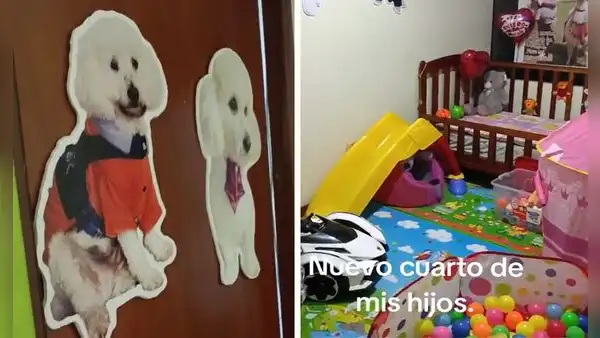 Peruano acondiciona cuarto exclusivo para sus perritos y desata furor en redes: “Tienen hasta cuna”