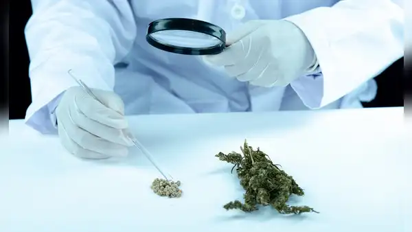 Estudio científico sugiere que el consumo de marihuana aumenta hasta 6 veces los riegos de sufrir un ataque cardíaco y ACV