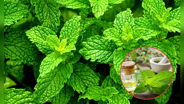 Así ayuda la hierbabuena a tu salud: digestión, estrés, inflamación y más beneficios respaldados