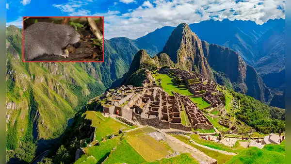 Científicos descubren una nueva especie de roedor en Machu Picchu: así luce este misterioso animal hallado en los Andes del sur del Perú
