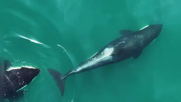 Científicos graban por primera a un grupo de orcas usando una herramienta para sus rutinas de belleza