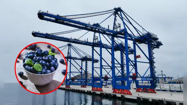 Megapuerto de Chancay: primeros arándanos peruanos de temporada llegaron en menos de 30 días a China