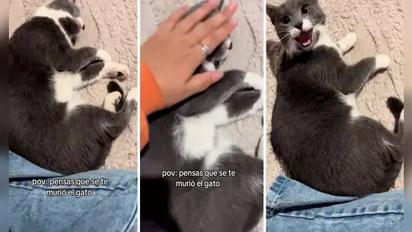 Joven pensó que su gato había muerto: estaba durmiendo y se enojó con su dueña por despertarlo