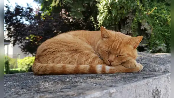 Científicos descubren que la mayoría de los gatos duermen del lado izquierdo para reaccionar ante una amenaza