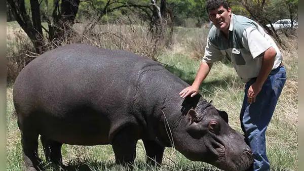 Granjero crió a un hipopótamo como a su hijo, pero este lo atacó salvajemente hasta matarlo: el triste final de Marius Els